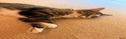 Mixed Breed cats for sale: Milo is looking for a new house in London - Advert 2