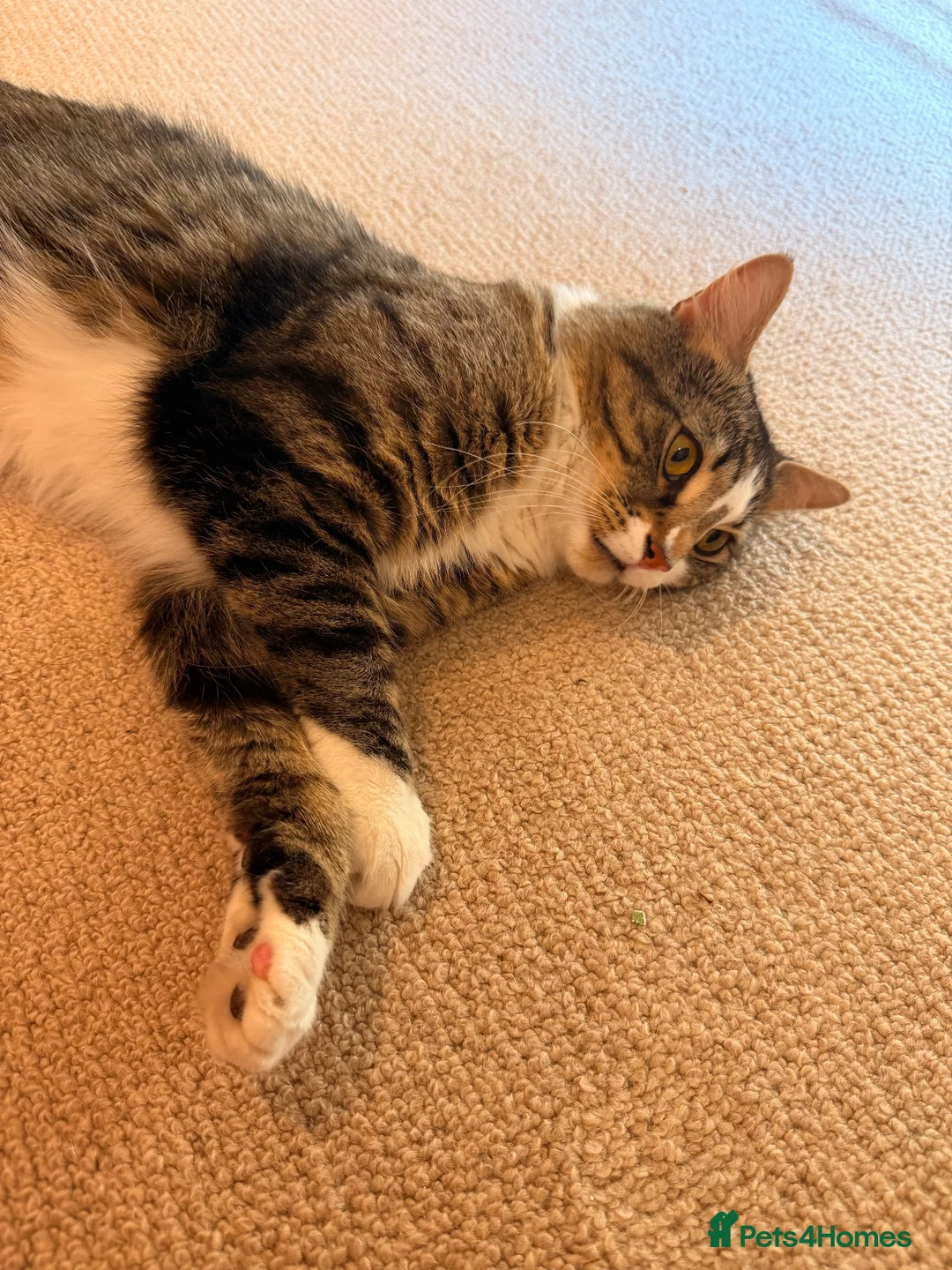 Mixed Breed cats for sale: Milo is looking for a new house in London - Advert 2
