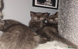 Mixed Breed cats for sale: Mixed ragdoll kittens  - Image 5
