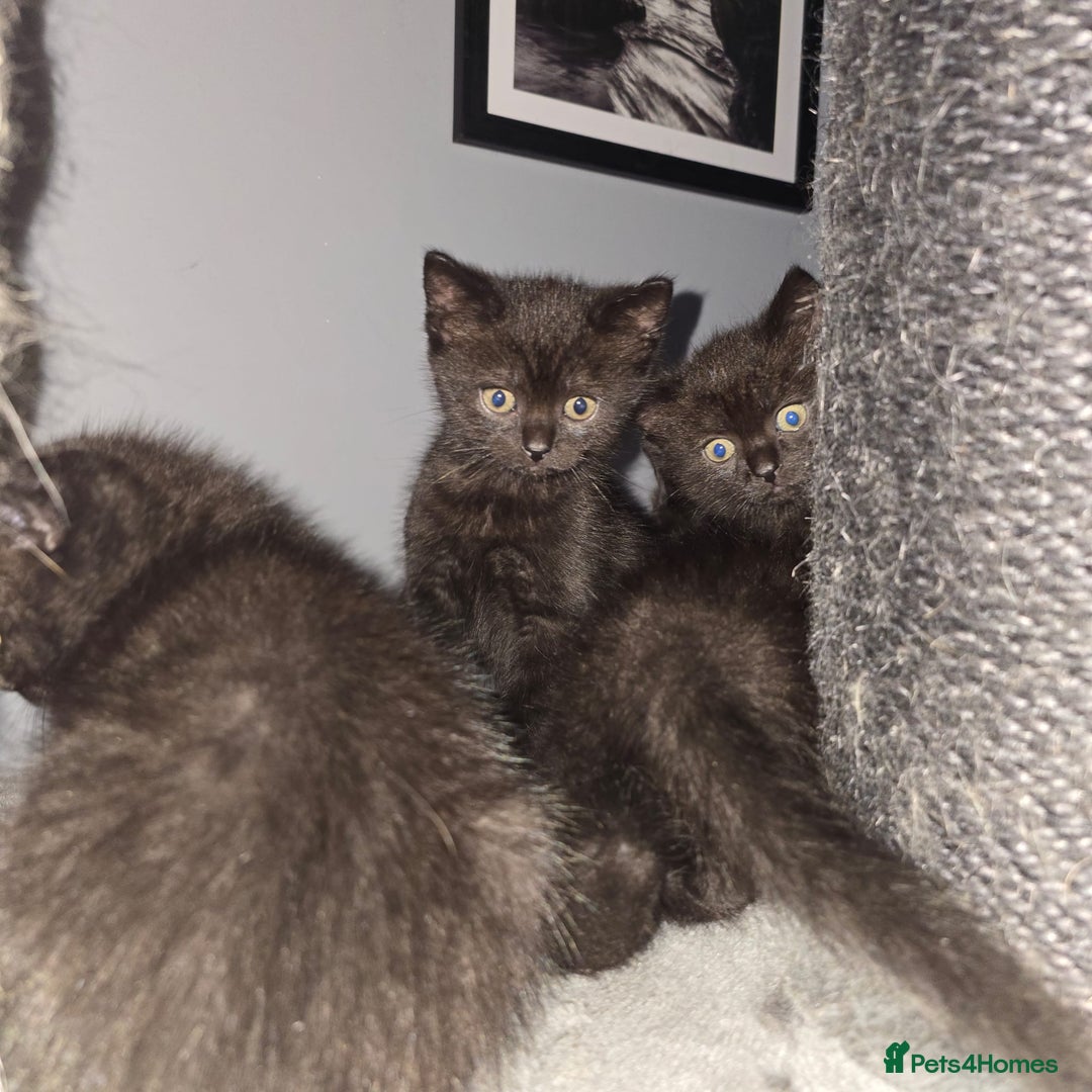 Mixed Breed cats for sale: Mixed ragdoll kittens  - Image 5