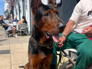 Chinese Red Dog dogs TodDaniels - Advert 1