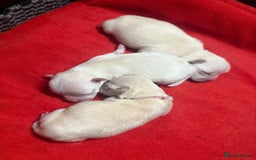 Mixed Breed dogs for sale: OUTSTANDING TINY GIRL MALCHIS - Image 4