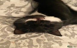 Domestic Shorthair cats for sale: Big gentle loving boy - Image 12