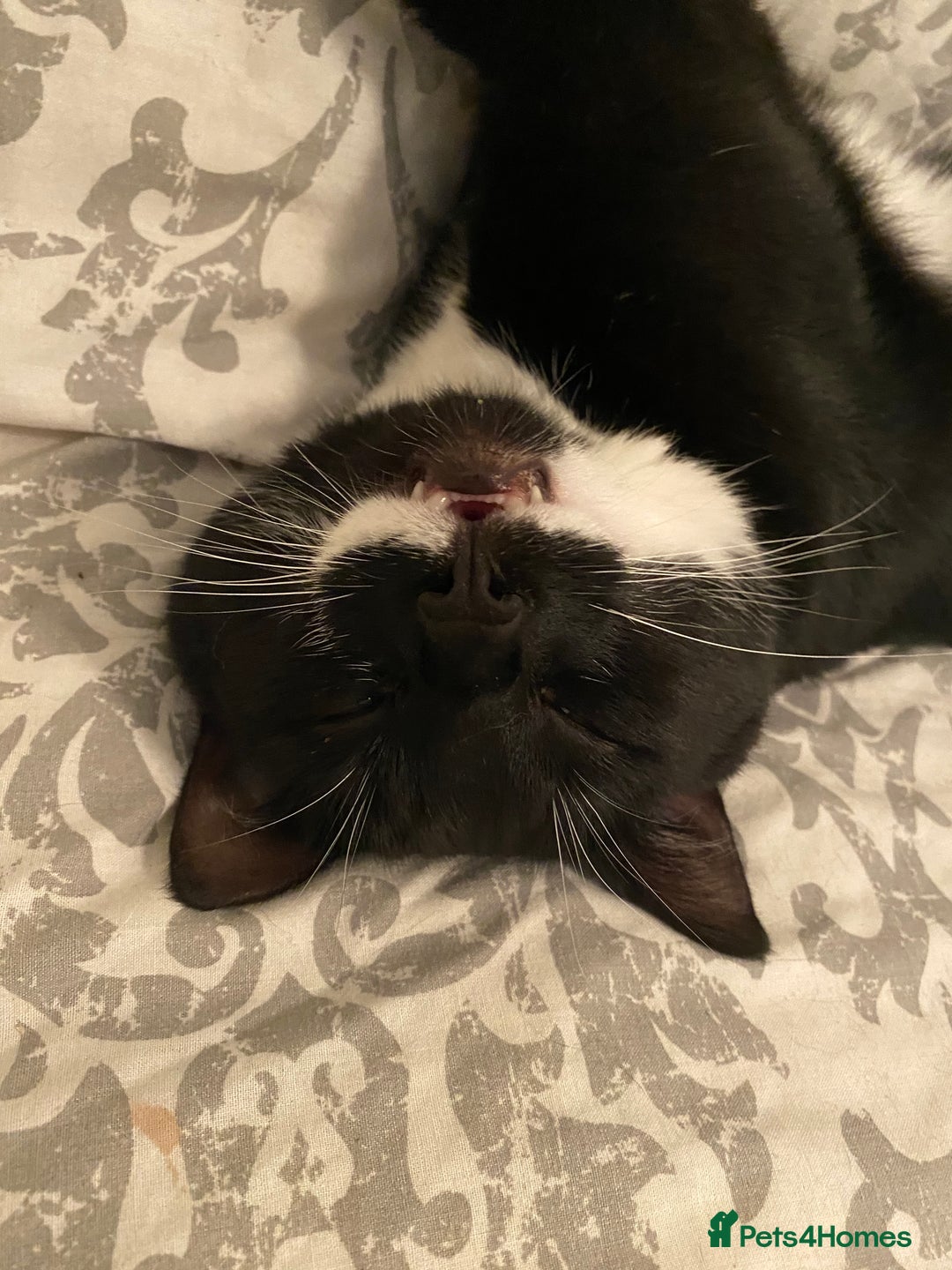 Domestic Shorthair cats for sale: Big gentle loving boy - Image 12
