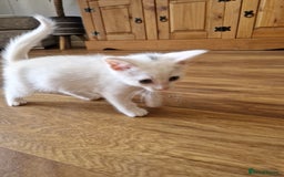 Mixed Breed cats for sale: Two white make kittens - Image 3