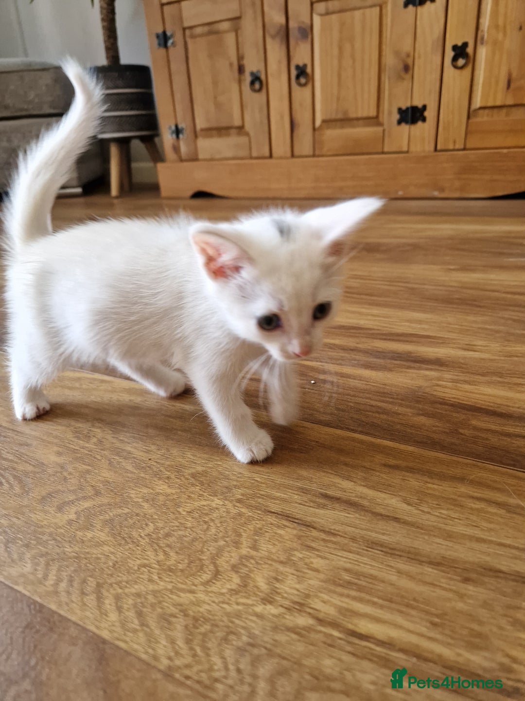 Mixed Breed cats for sale: Two white make kittens - Image 3