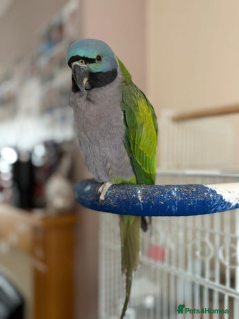 Parrots birds - Advert 17