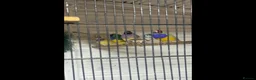 Finches birds for sale: Gouldian finch owl  finch star finch  - Advert 8