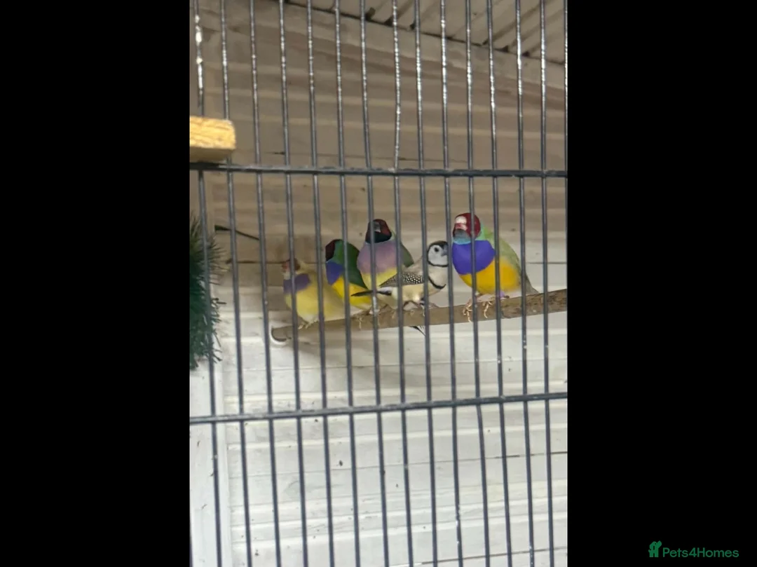 Finches birds for sale: Gouldian finch owl  finch star finch  - Advert 8