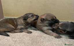 German Shepherd dogs for sale: German shepherd puppies for sale  - Image 6