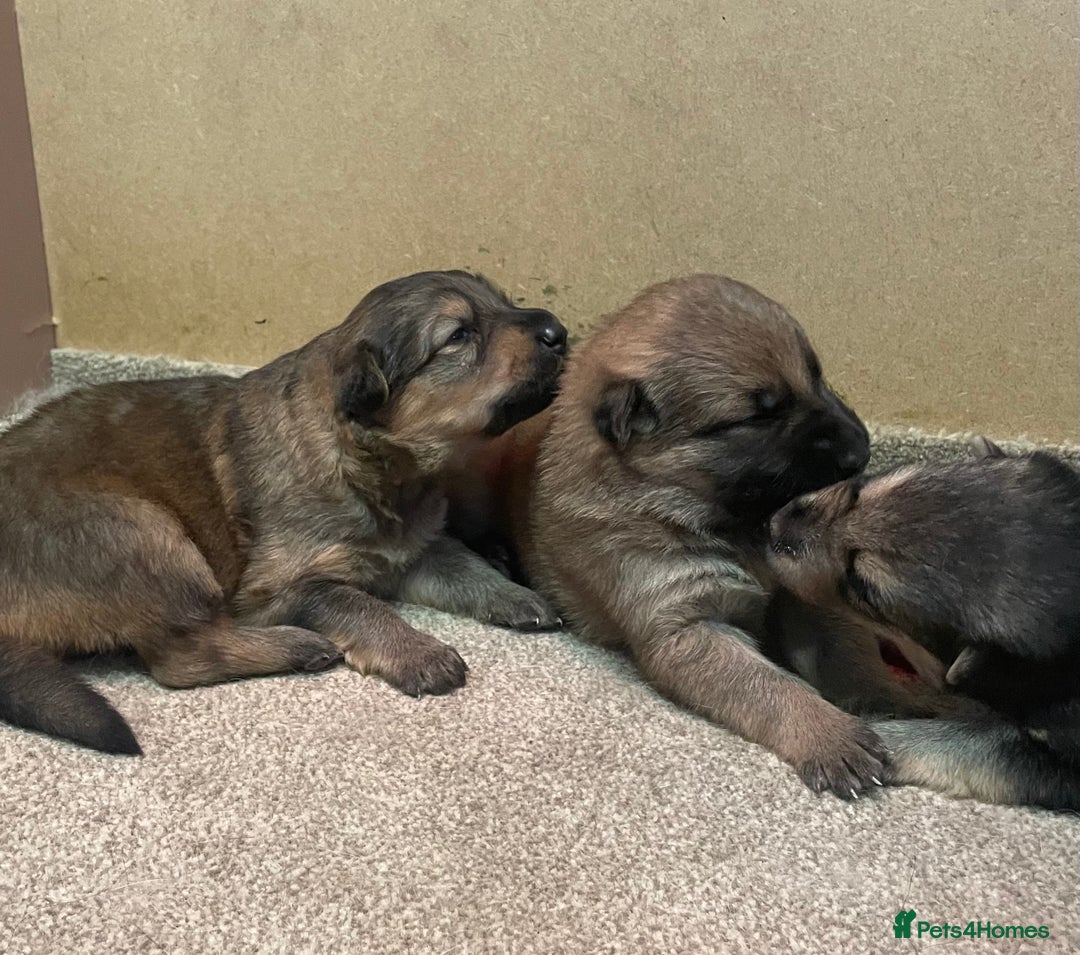German Shepherd dogs for sale: German shepherd puppies for sale  - Image 6