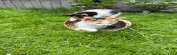 Maine Coon cats for sale: ✨ Stunning Maine Coon X ✨ - Advert 3