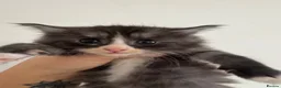 Maine Coon cats for sale: Female Tica registered Maine coon kittens - Advert 8