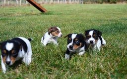 Jack Russell dogs for sale: Jack Russel puppies for sale  - Image 31
