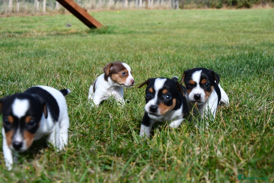 Jack Russell dogs for sale: Jack Russel puppies for sale  - Image 31