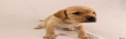 Labrador Retriever dogs for sale: 🐾🧡 BEAUTIFUL WORKING LABRADOR PUPPIES 🧡🐾 - Advert 7