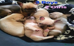 French Bulldog dogs for sale: STUNNING   !French Bulldog Litter!  - Image 4