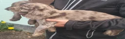 Cocker Spaniel dogs for sale: STUNNING COCKER SPANIEL PUPS  - Advert 11