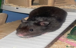 Hamster rodents for sale: Syrian hamster  - Image 1