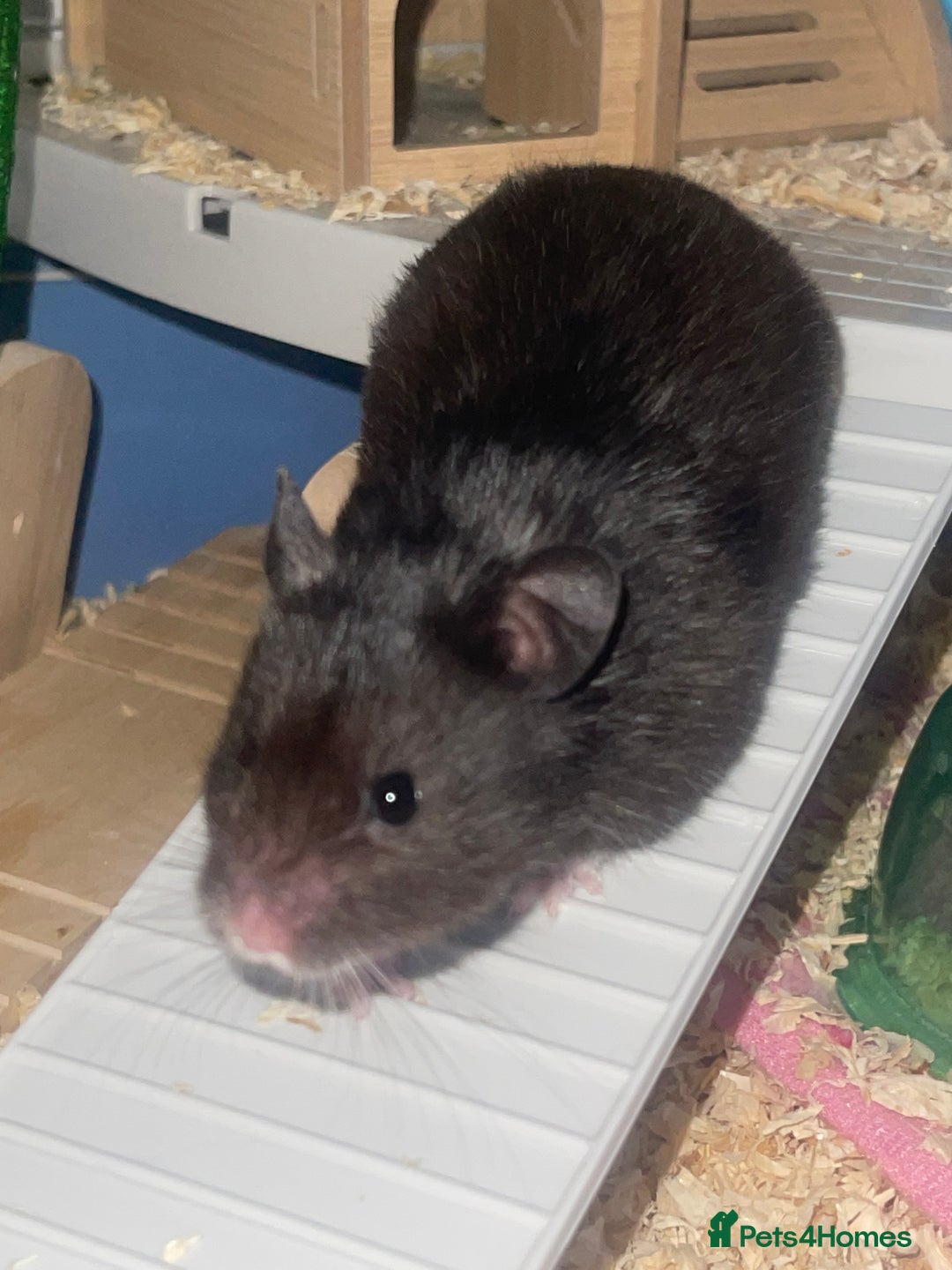 Hamster rodents for sale: Syrian hamster  - Image 1
