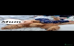 Cavapoo dogs for sale: Amazing Cavapoo's 🐶❤️ - Image 21