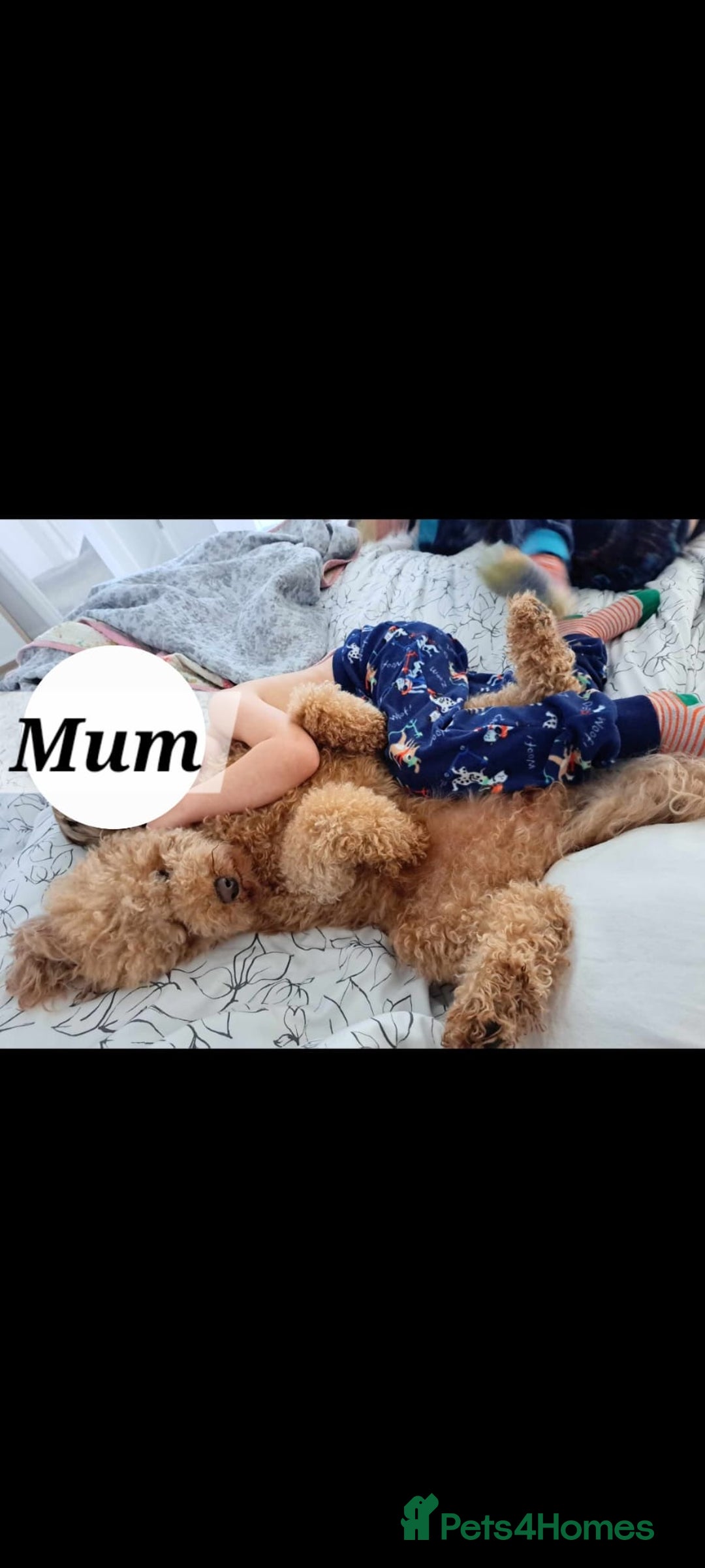 Cavapoo dogs for sale: Amazing Cavapoo's 🐶❤️ - Image 21