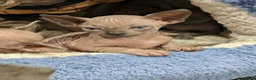 Sphynx cats for sale: Looking for for ever home ready for  **   in Merthyr Tydfil - Advert 15