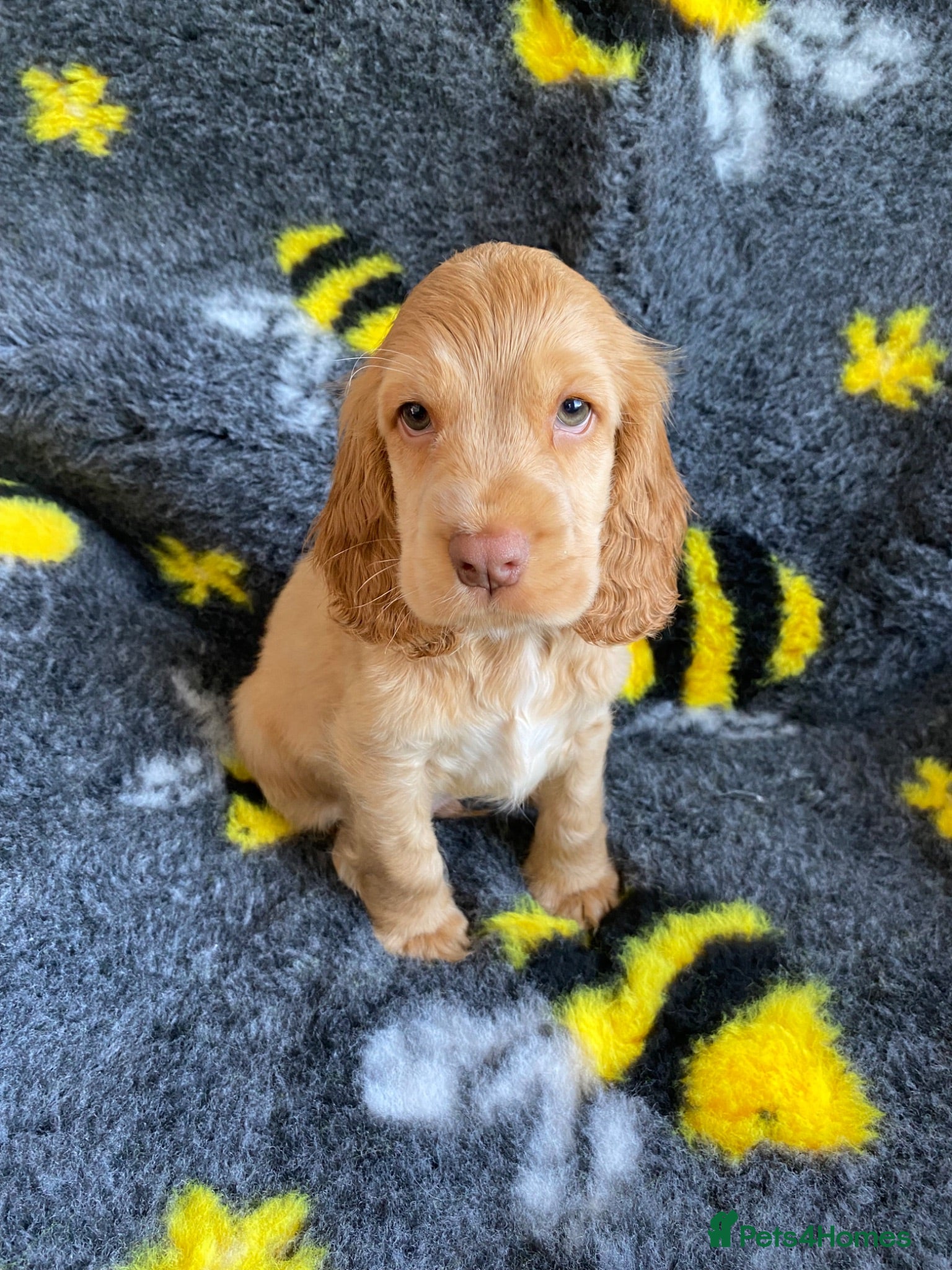 Cocker Spaniel dogs 🐶💙READY NOW💝🐶 show type KC health tested.   - Advert 1