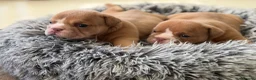 English Bulldog dogs for sale: English Bulldog Puppies  - Advert 21