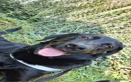 Mixed Breed dogs for sale: Labrador/ Rottweiler Male Dog  - Image 1