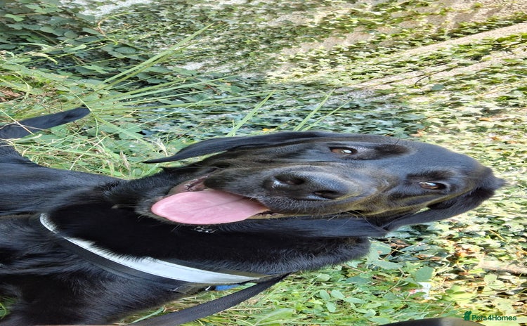 Mixed Breed dogs - Advert 2