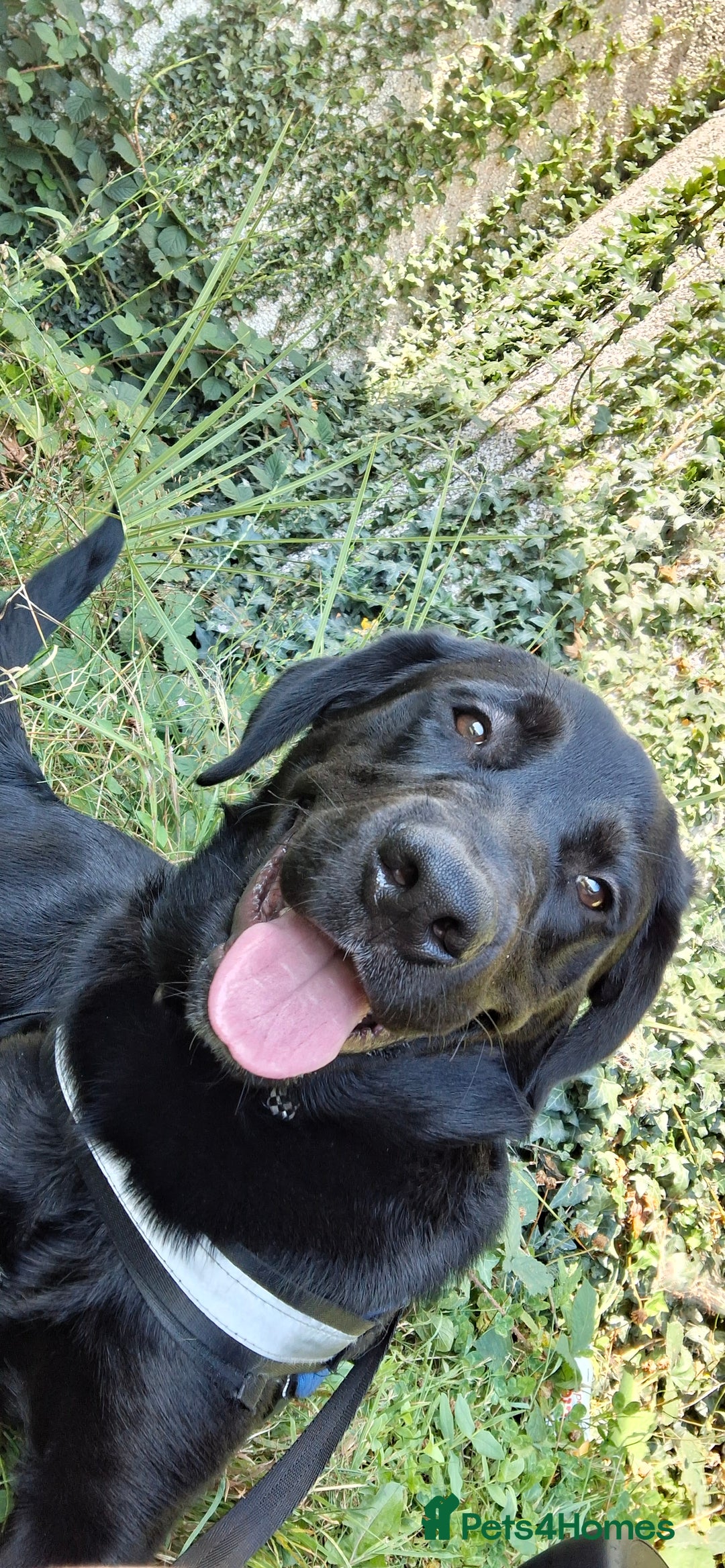 Mixed Breed dogs for sale: Labrador/ Rottweiler Male Dog  - Image 1