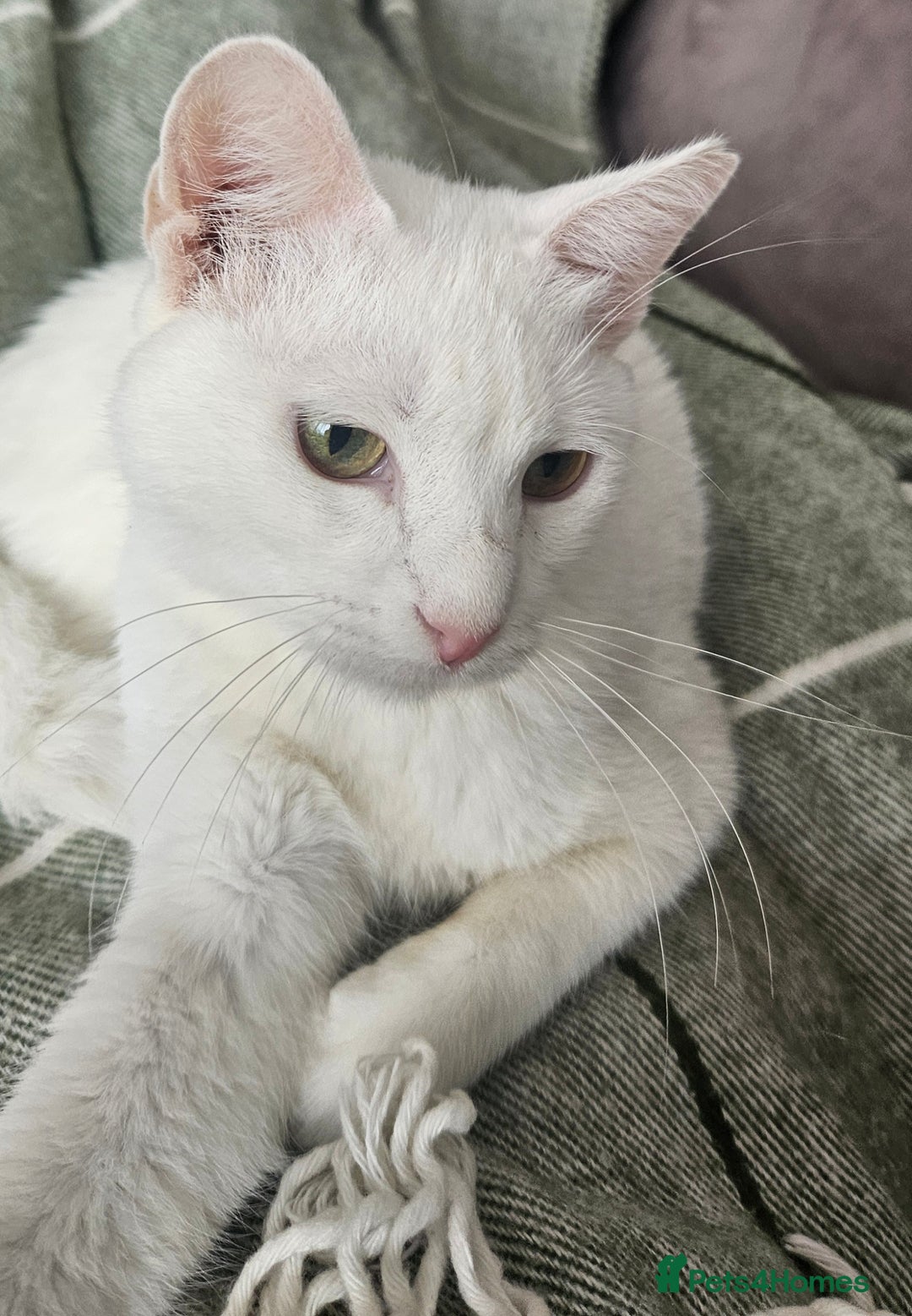 Arabian Mau cats for sale: Lola is waiting for a new loving family - Image 2