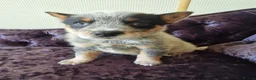 Australian Cattle Dog dogs for sale: 6 Stunning KC Australian cattle dog puppies  - Advert 7