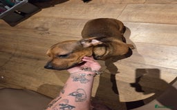 Mixed Breed dogs for sale: Charlie  - Image 3