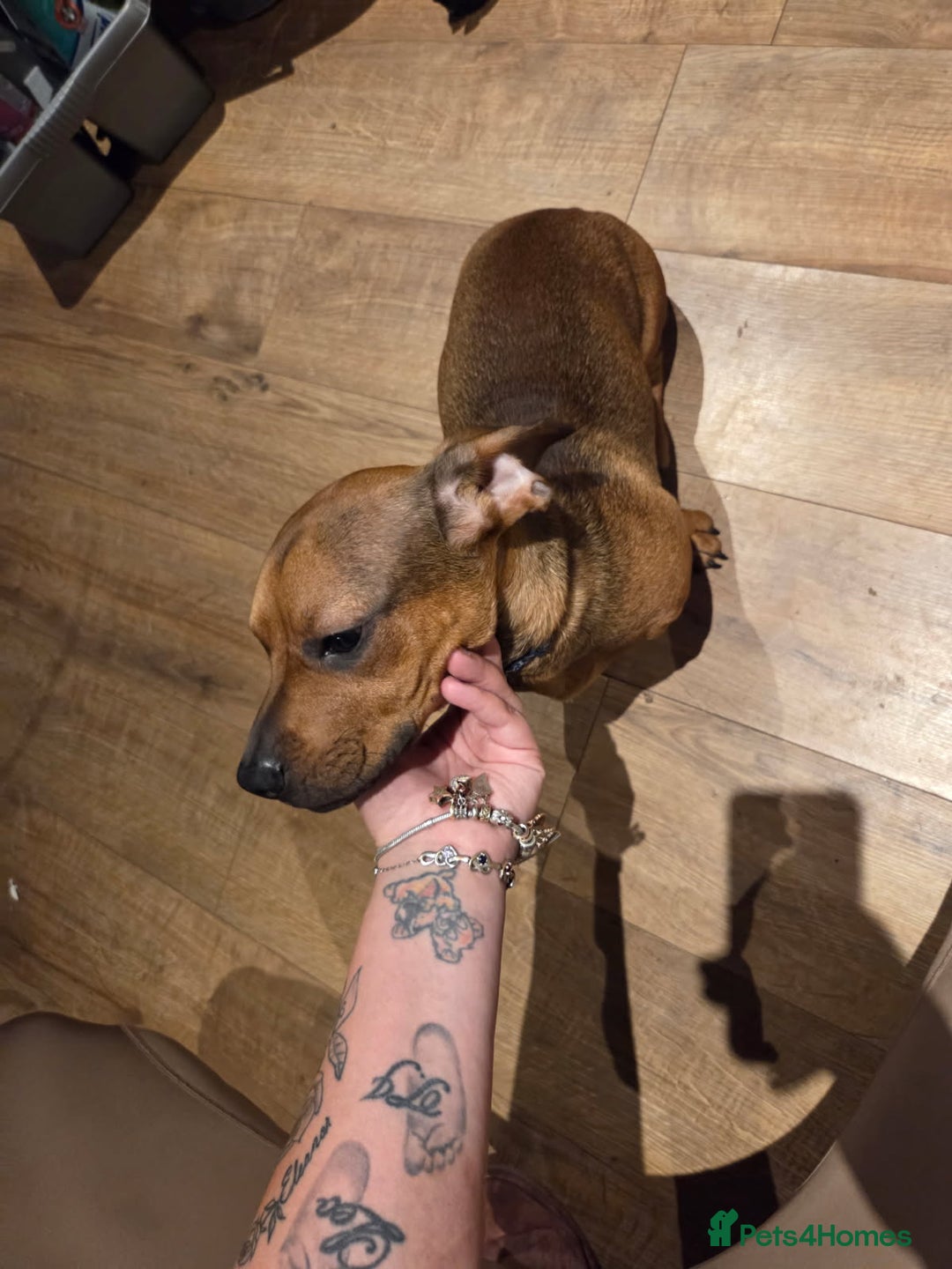 Mixed Breed dogs for sale: Charlie  - Image 3