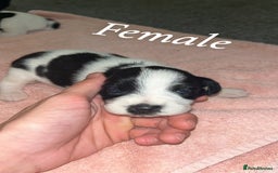 Mixed Breed dogs for sale: 6 spaniel, beagle, jack Russell cross for sale  - Image 4