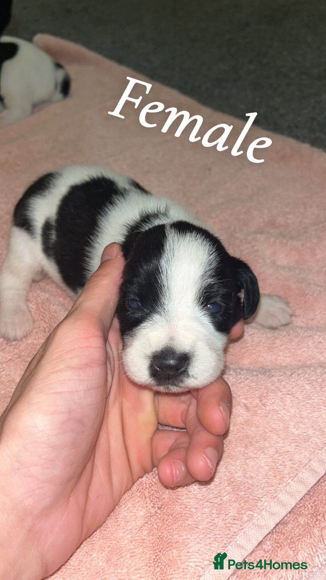 Mixed Breed dogs for sale: 6 spaniel, beagle, jack Russell cross for sale  - Image 4
