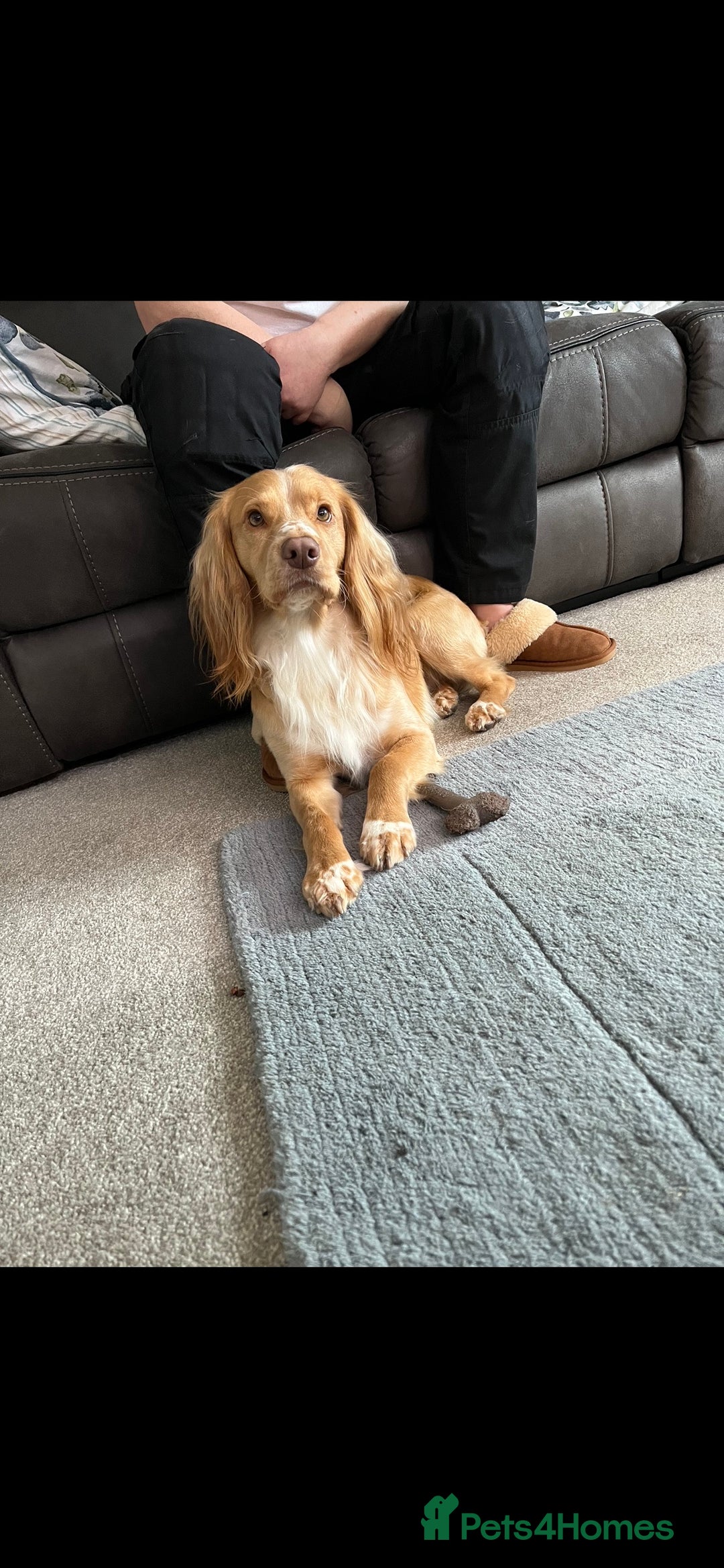 Cocker Spaniel dogs for stud: cocker spaniel for stud in Telford - Advert 2