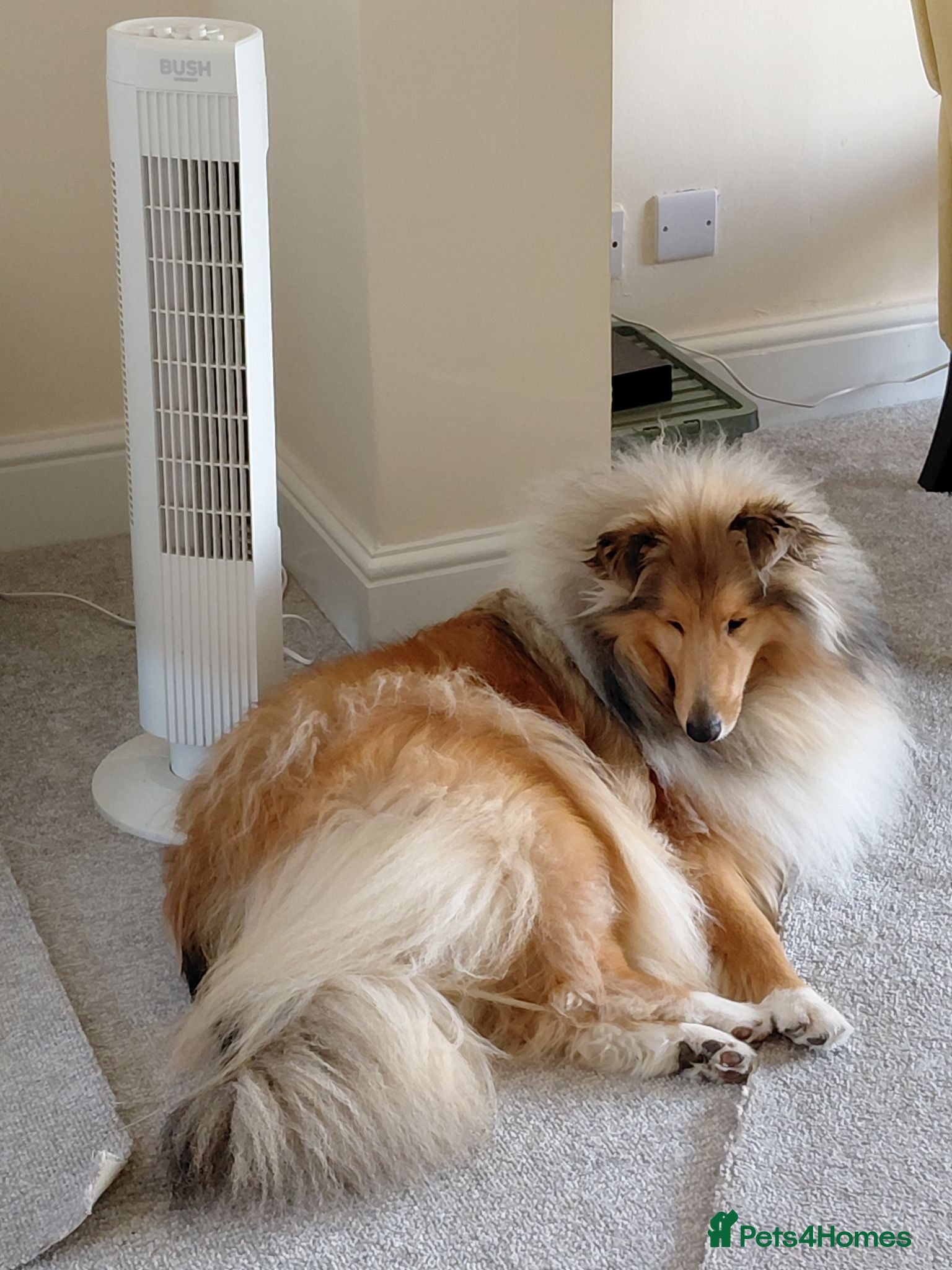 Rough Collie dogs Championship winning girl  - Advert 3
