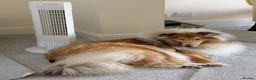 Rough Collie dogs for sale: Championship winning girl  - Advert 2