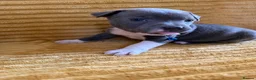 Staffordshire Bull Terrier dogs for sale: KC Blue Staffordshire bull terrier puppies  - Advert 4