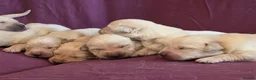 Goldador dogs for sale: Gorgeous KC Line Goldador Puppies 🐾  - Advert 18