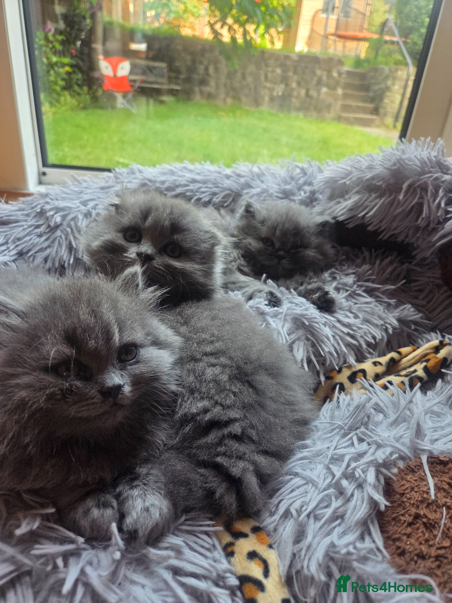 Scottish Fold cats Scottish kittens blue fold and straight boy, girl - Advert 9
