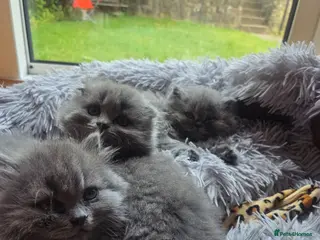 Scottish Fold cats Scottish kittens blue fold and straight boy, girl - Advert 9