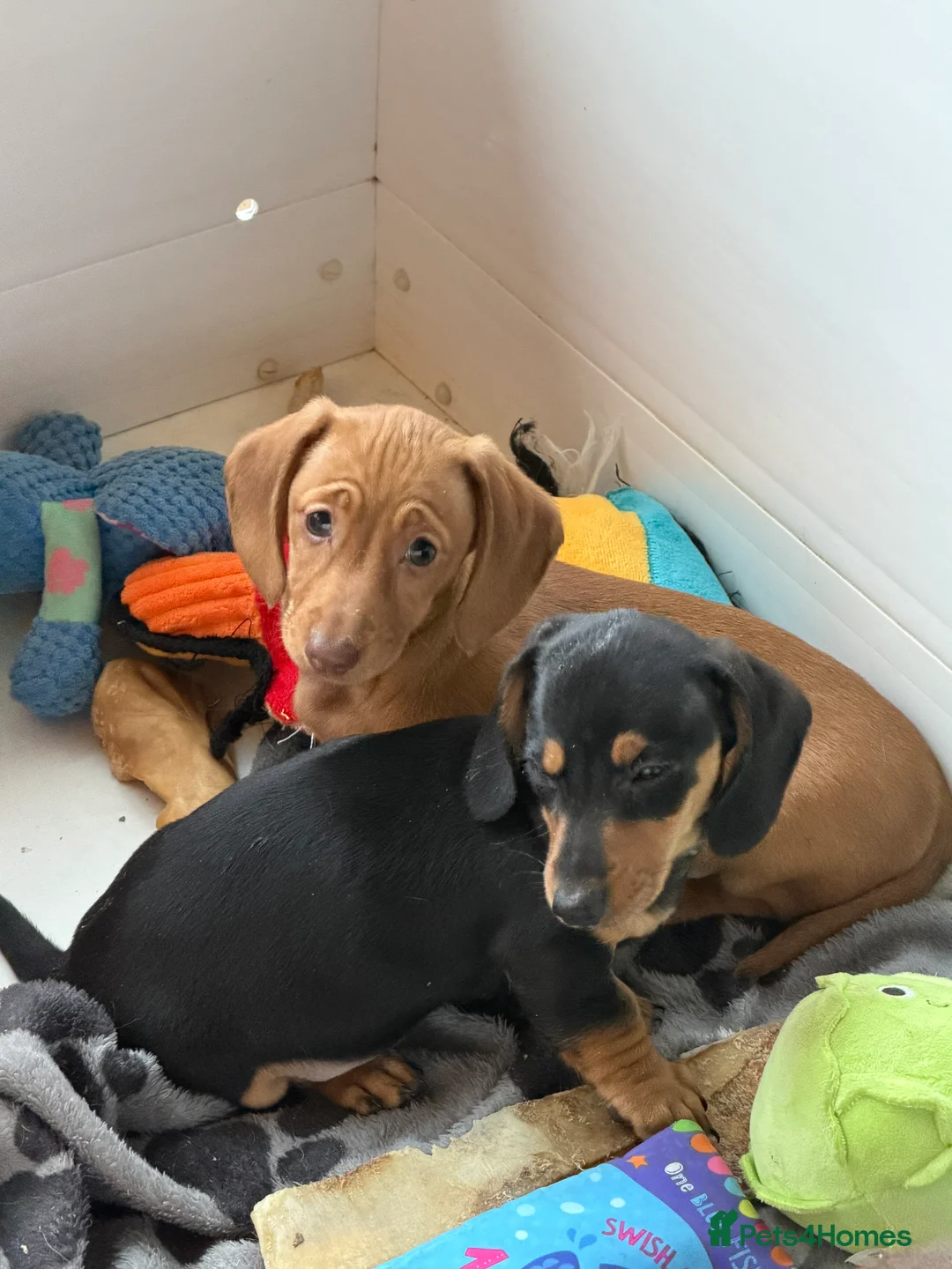Miniature Dachshund dogs for sale: Beautiful Minature smooth haired dachshund puppies - Advert 10