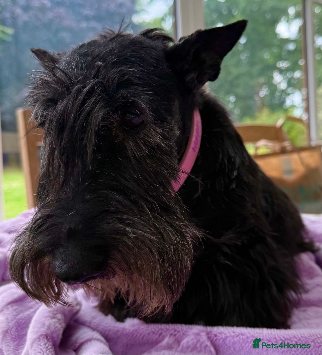 Scottish Terrier dogs for adoption: Nadine – A Little Dog with a Big Heart - Image 9