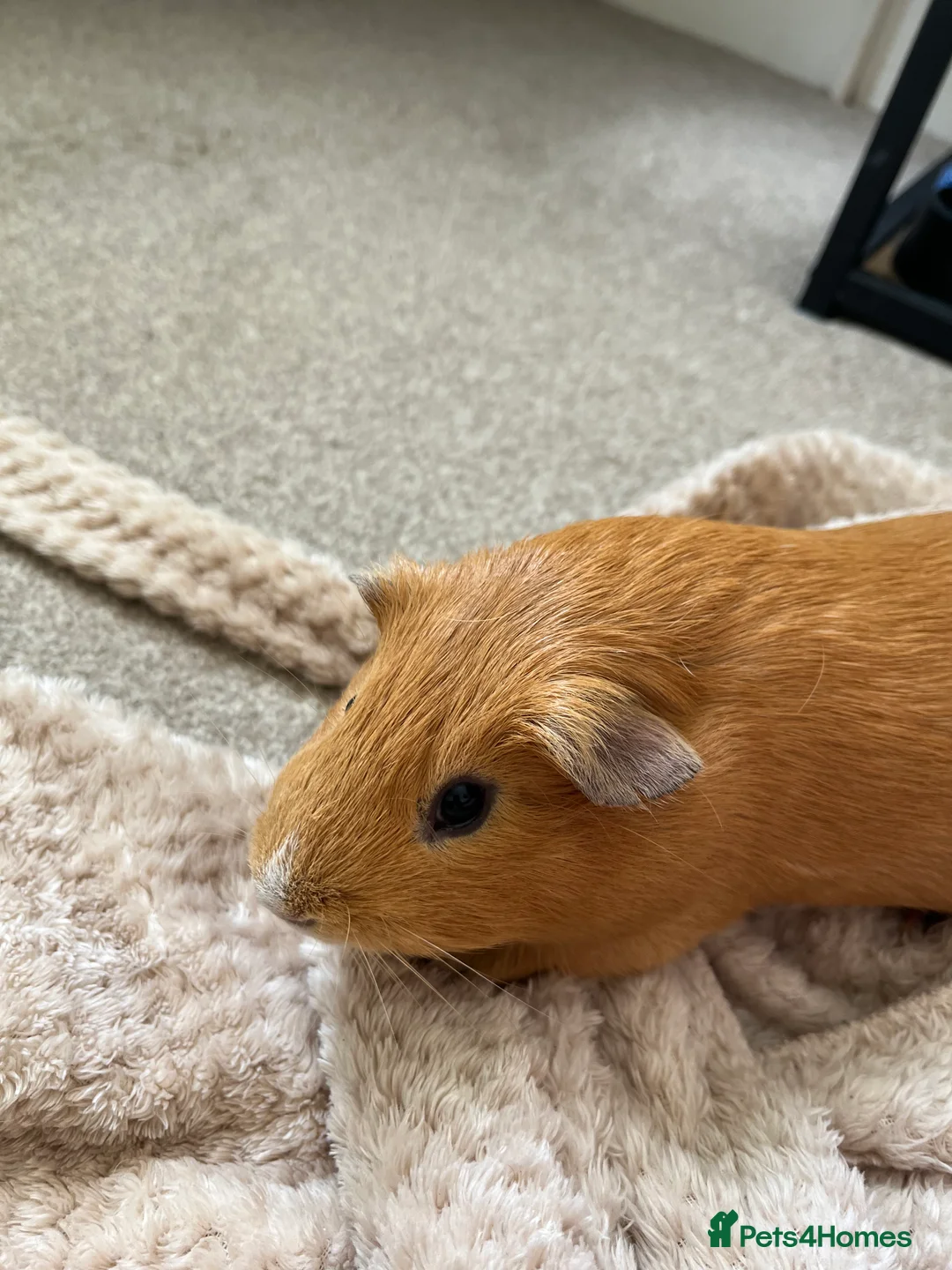 Guinea Pig rodents for sale: Guinea Pig For Adoption  - Advert 4