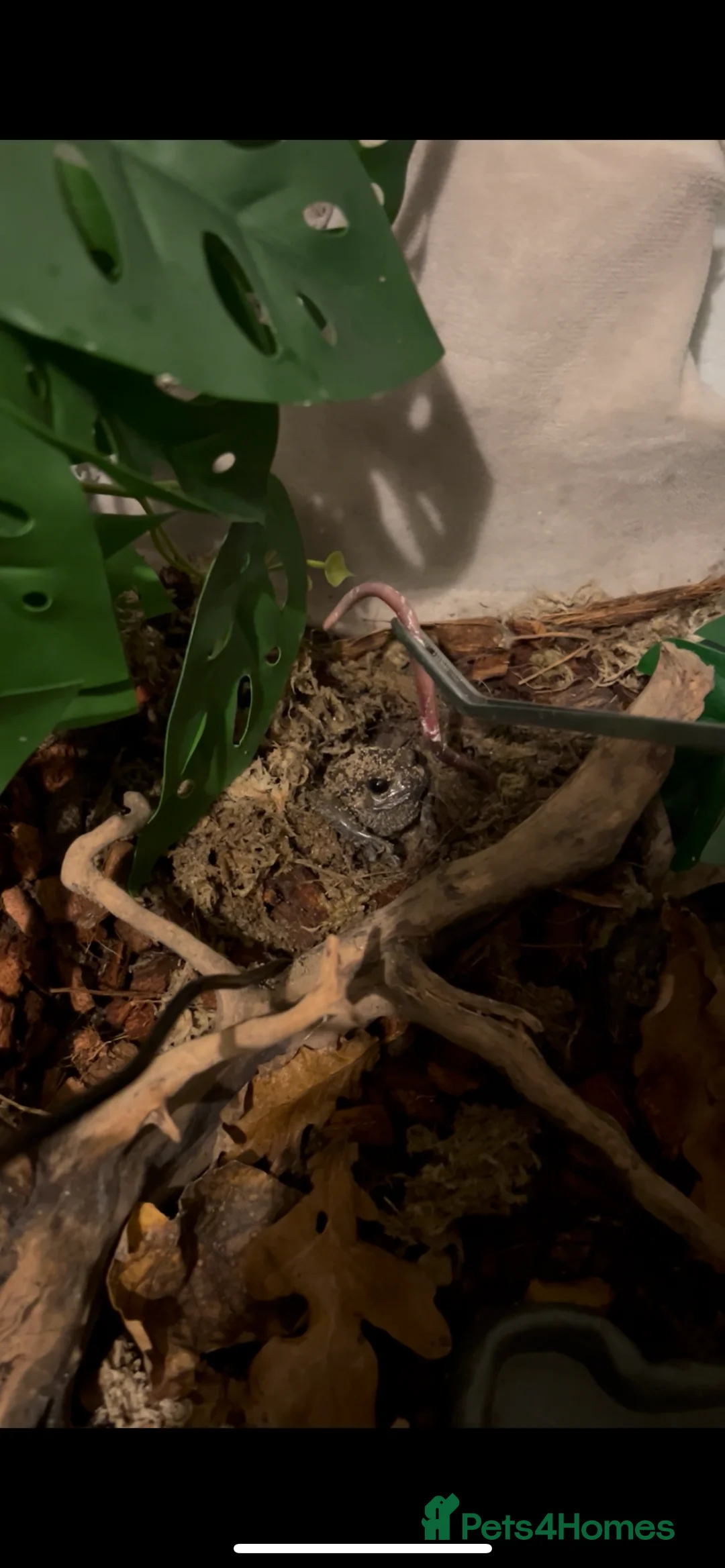 Frog reptiles for sale: Cute chubby frog  in Ipswich - Advert 2