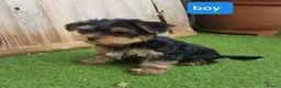Yorkshire Terrier dogs for sale: Yorkshire terrier puppies 1  boy 12 weeks old  - Advert 3